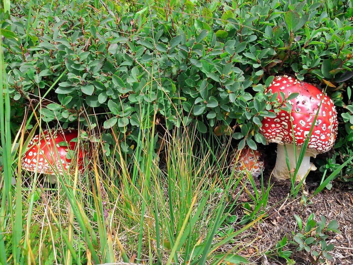 Le Balze Di Carisolo, Trilocale Con Giardino Apartment Bagian luar foto